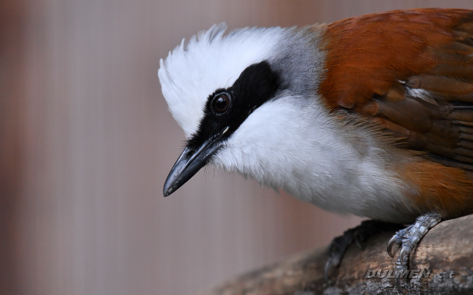 White-crested laughingthrush (Garrulax leucolophus)